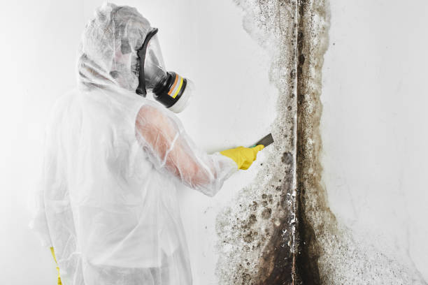 Best Attic Mold Removal  in Fort Thomas, KY
