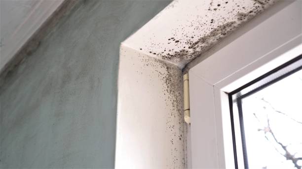 Best Attic Mold Removal  in Fort Thomas, KY